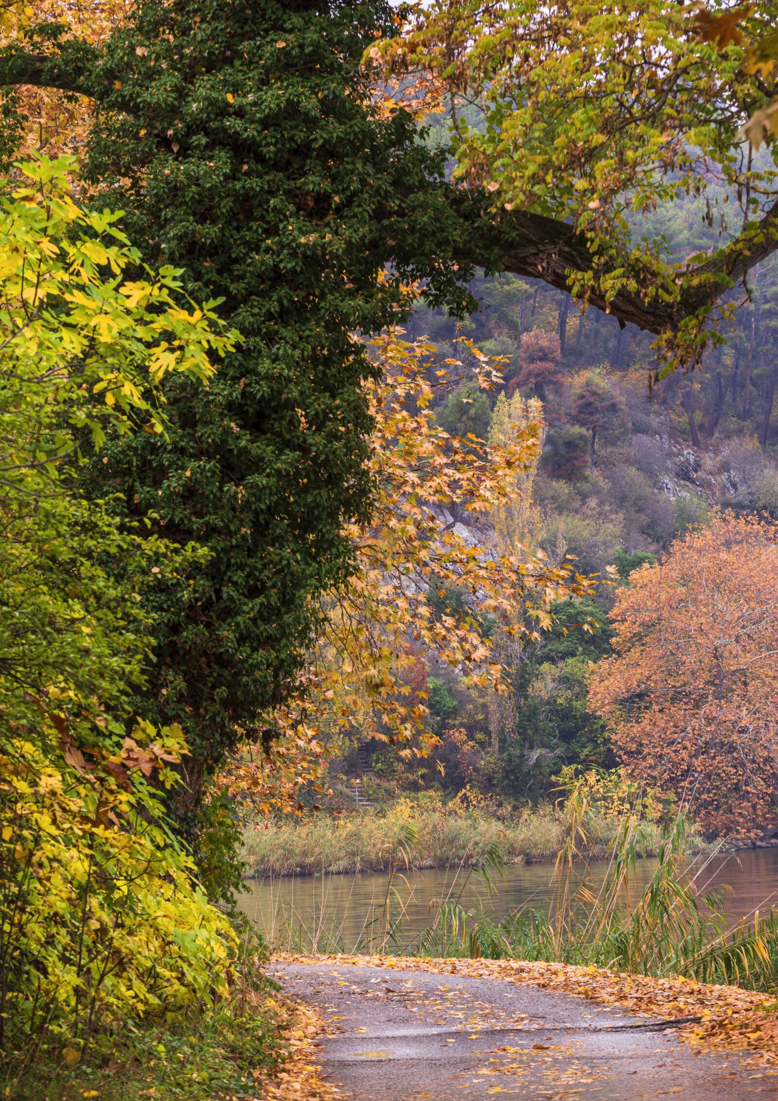 Nikon D7200 sample photo. Trees, road, autumn photography