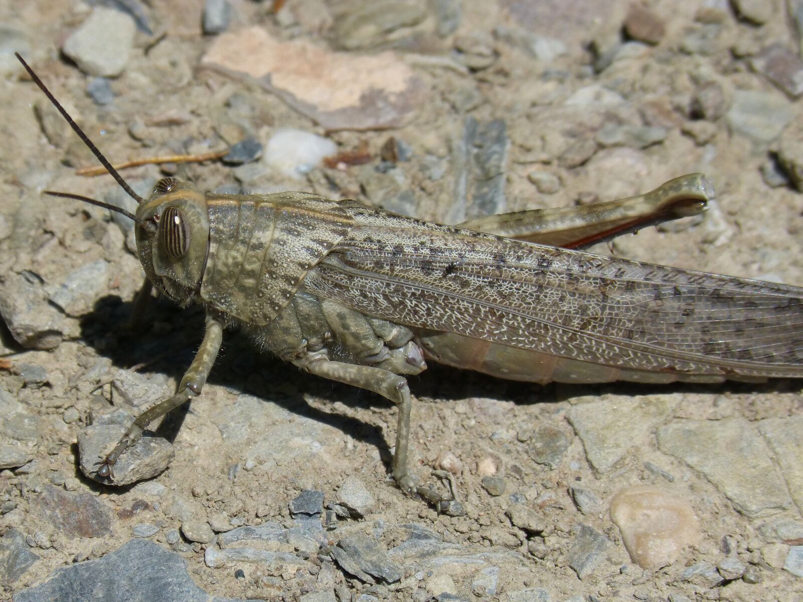 Panasonic DMC-FZ62 sample photo. Grasshopper, lobster, orthopteron photography