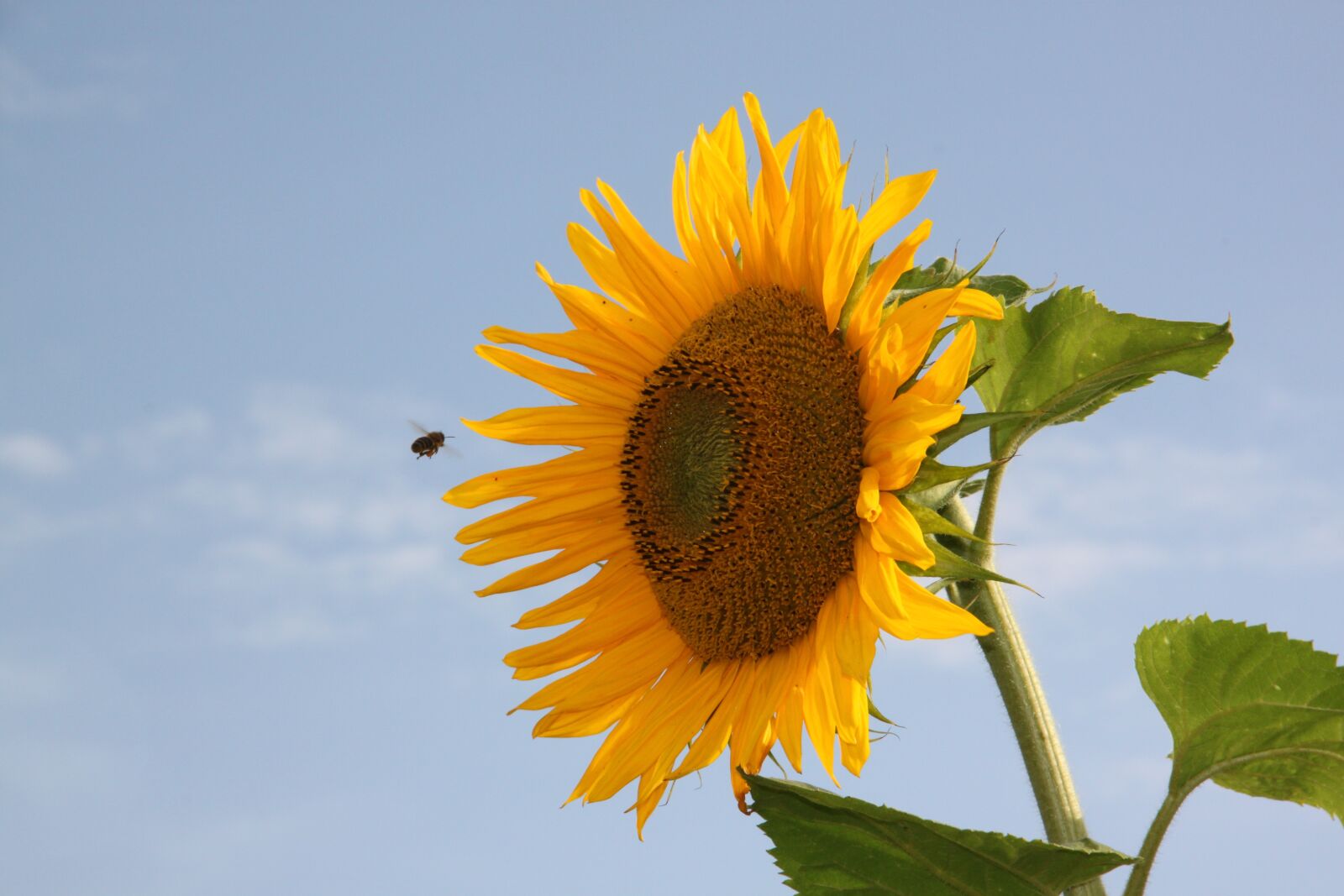 Canon EOS 500D (EOS Rebel T1i / EOS Kiss X3) sample photo. Sunflower, bee, approach photography