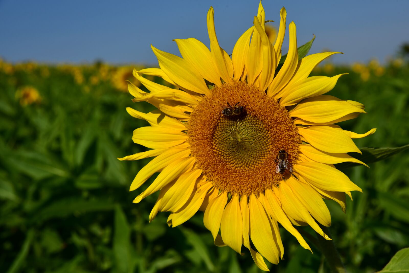 Nikon D750 sample photo. Sunflower, field, sunflower field photography