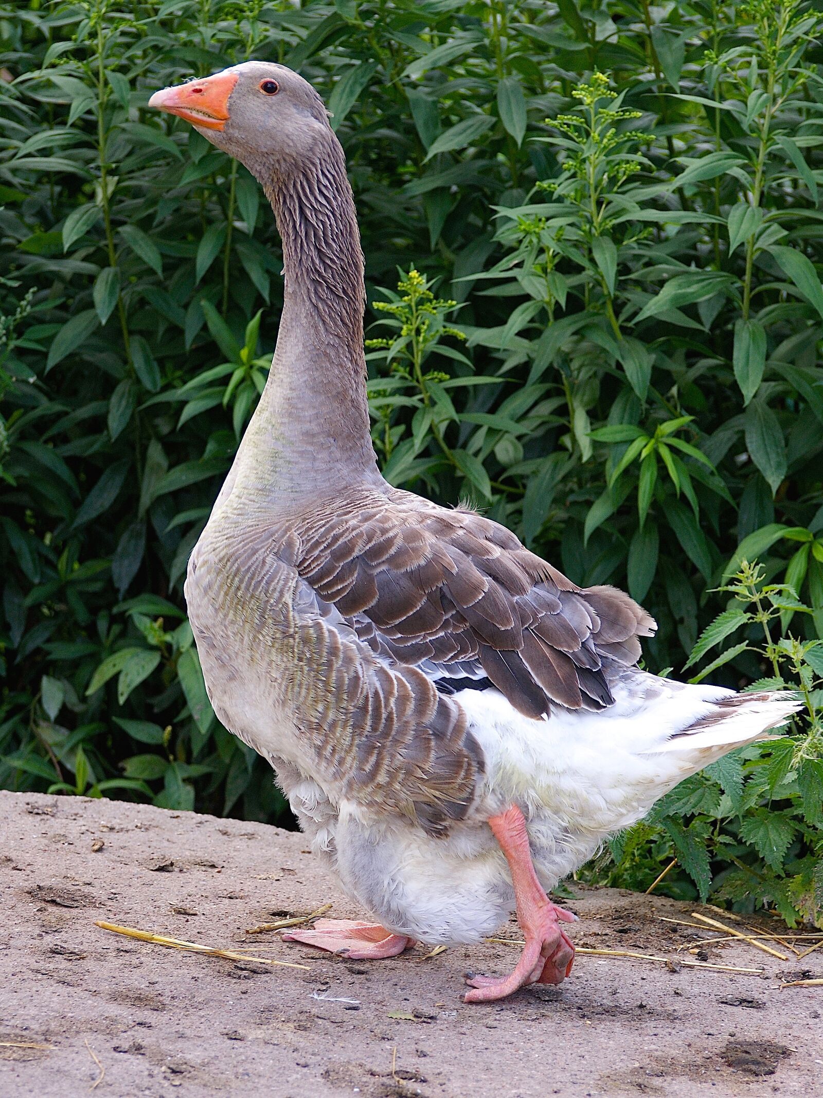Sony Alpha DSLR-A350 sample photo. Gander, pride, goose photography