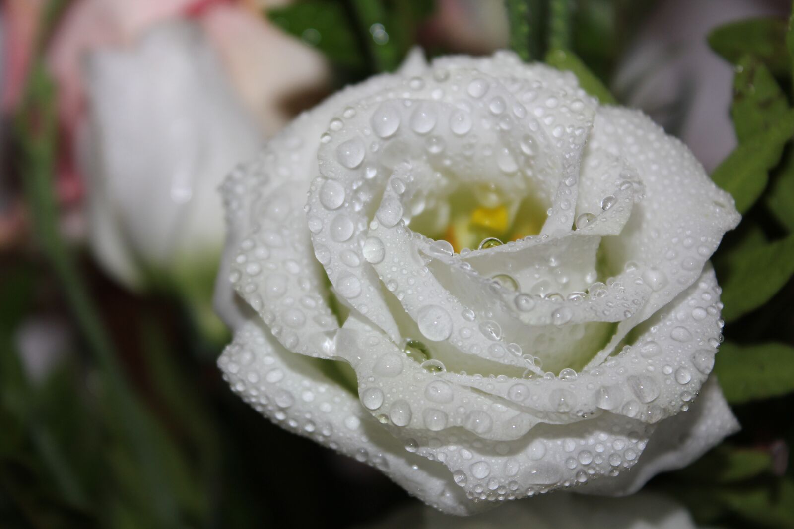 Canon EOS 550D (EOS Rebel T2i / EOS Kiss X4) sample photo. Rose, white, flowers photography