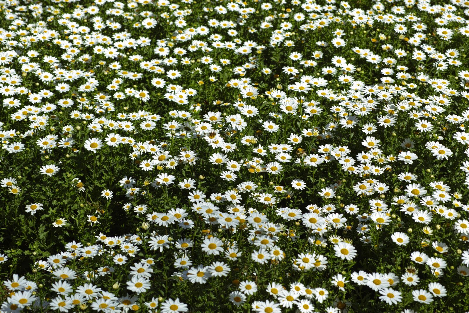 Sigma DP3 Merrill sample photo. Flower, plant, nature photography
