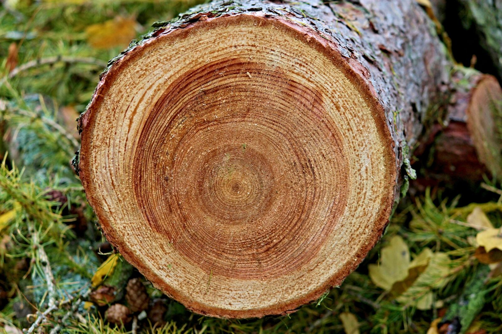 Canon EOS 1100D (EOS Rebel T3 / EOS Kiss X50) sample photo. Annual rings, tree, tree photography