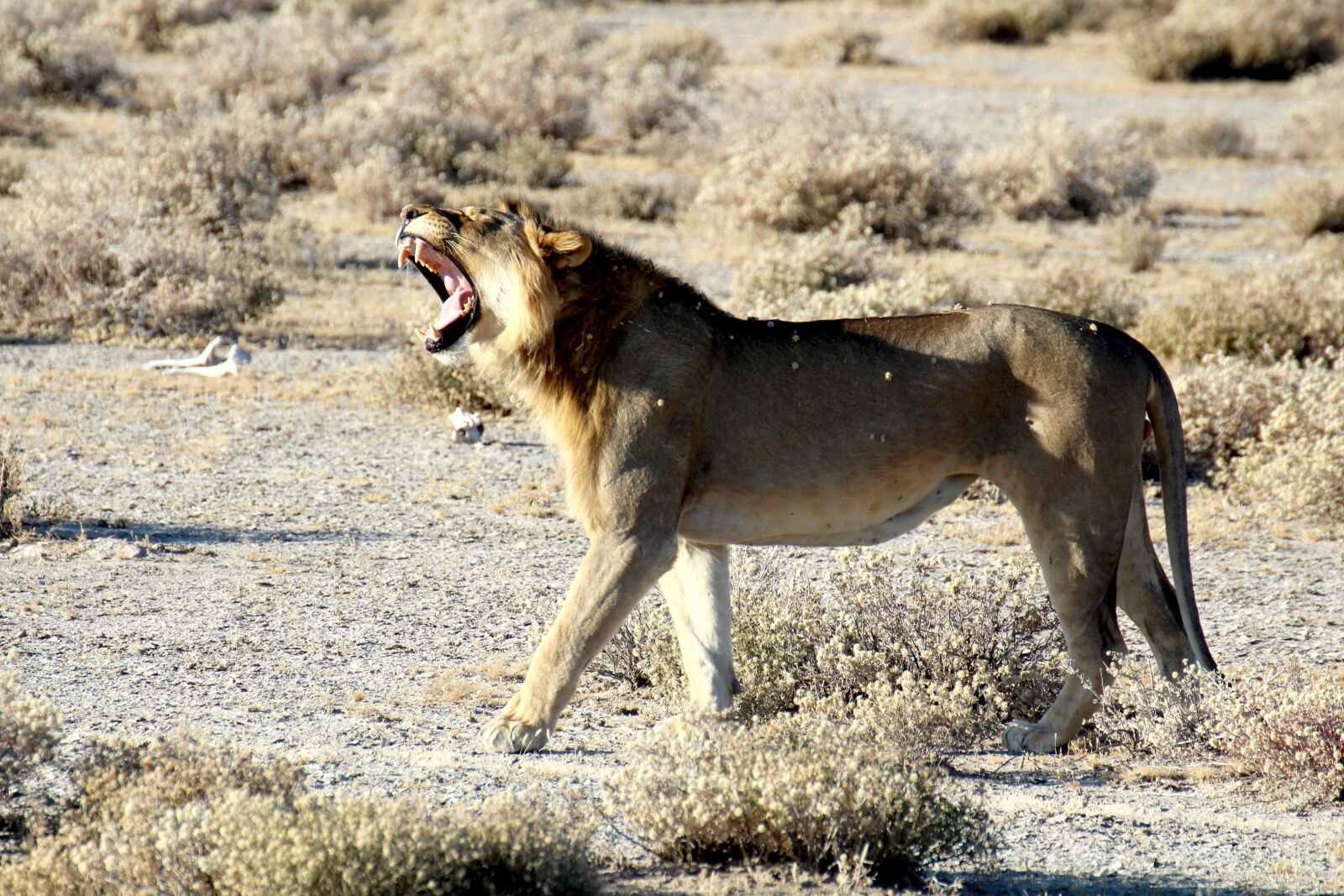 Canon EOS 700D (EOS Rebel T5i / EOS Kiss X7i) sample photo. Lion, namibia, etosha photography