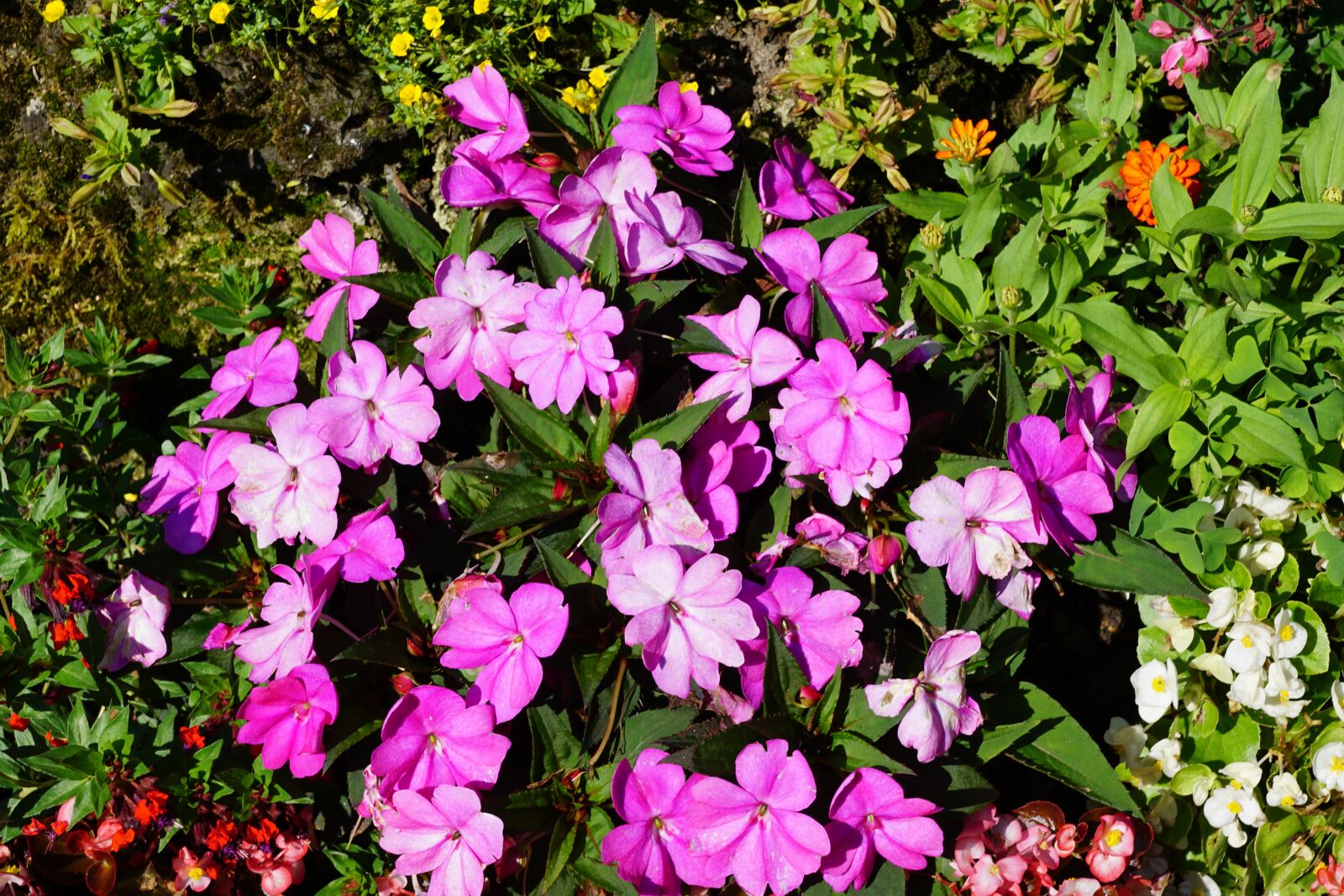 Sony DT 16-50mm F2.8 SSM sample photo. Flowers, green, plant photography