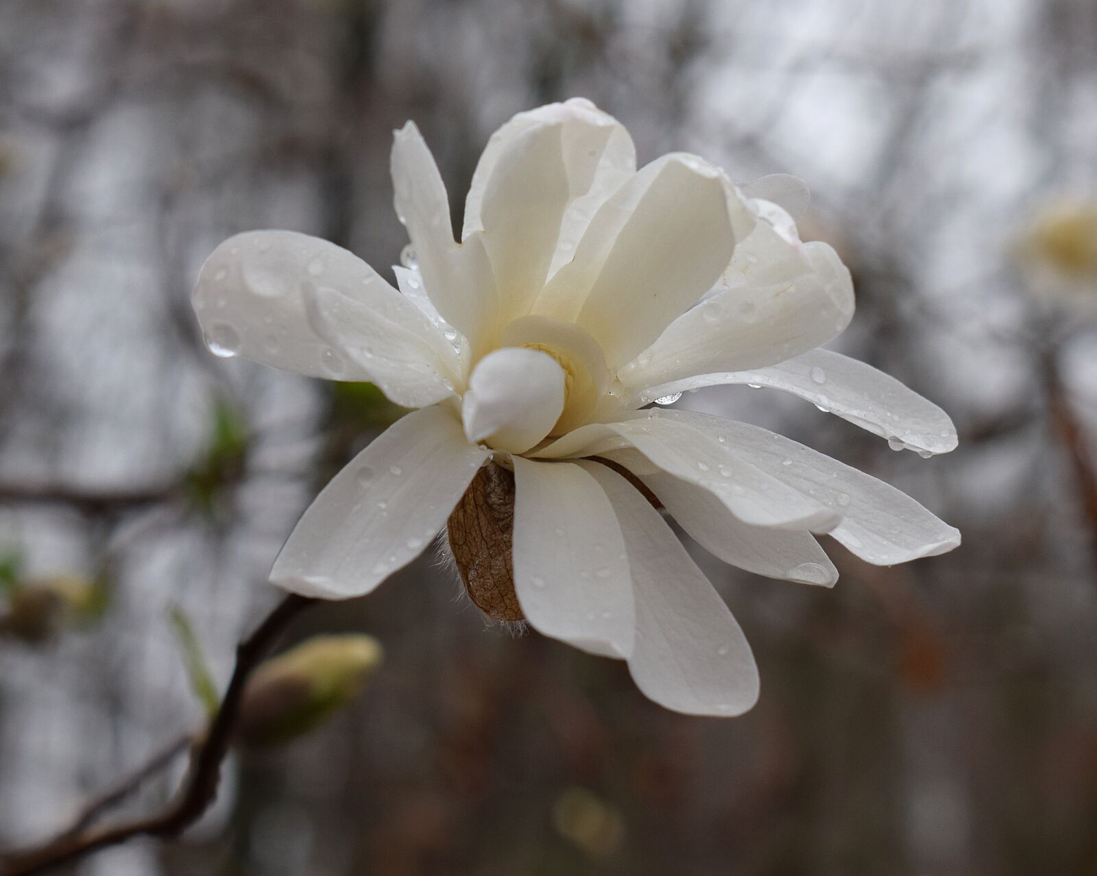 Nikon D3300 sample photo. Star magnolia fin the photography