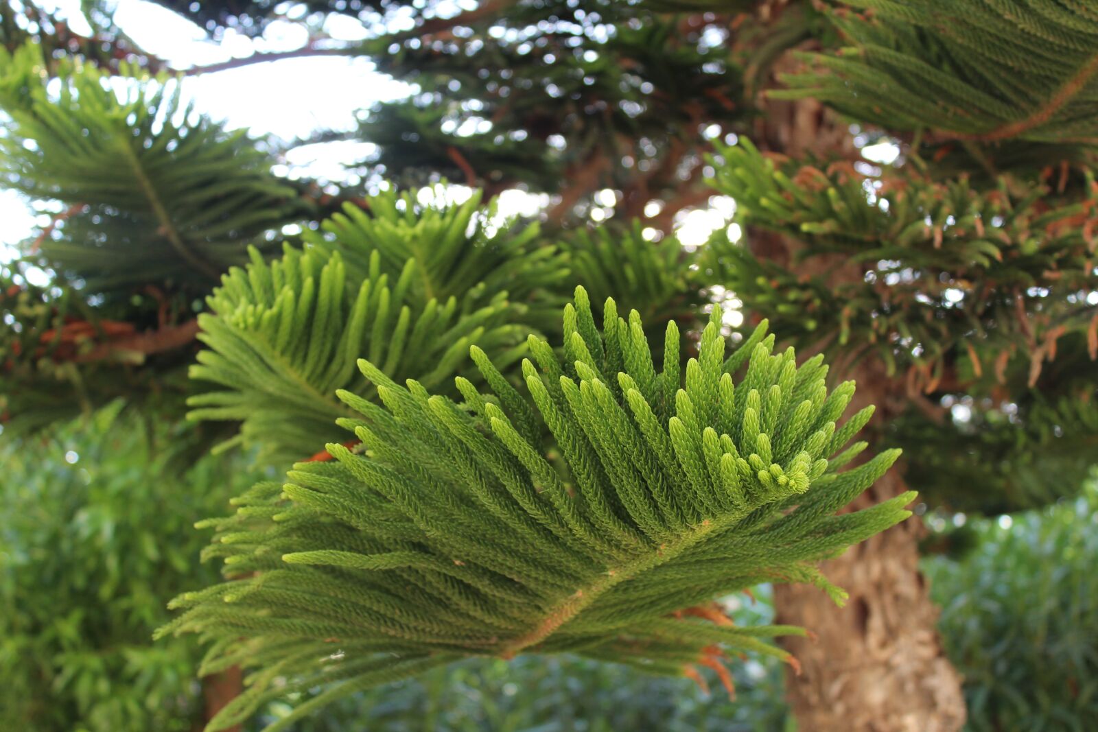 Canon EOS 1200D (EOS Rebel T5 / EOS Kiss X70 / EOS Hi) sample photo. Tree in greece, spruce photography