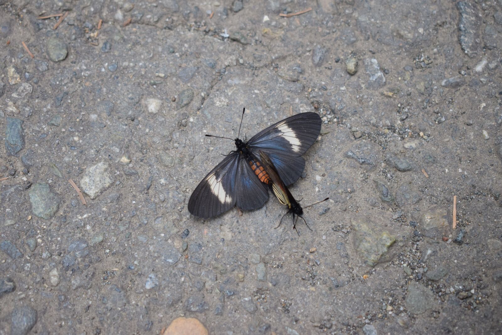 Nikon D5300 sample photo. Nature, butterfly, animals photography