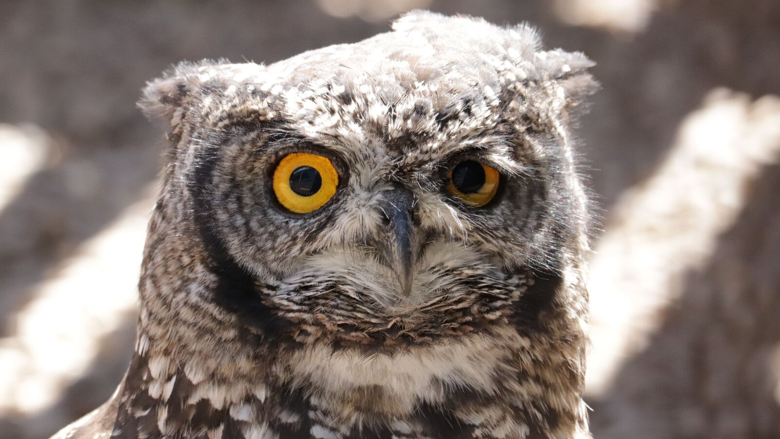 Canon EF-S 55-250mm F4-5.6 IS STM sample photo. Owl, bird, animal photography