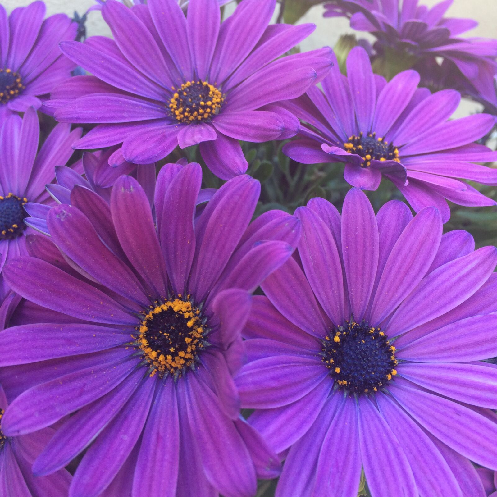 iPhone 5s back camera 4.15mm f/2.2 sample photo. Flowers, san isidro, san photography