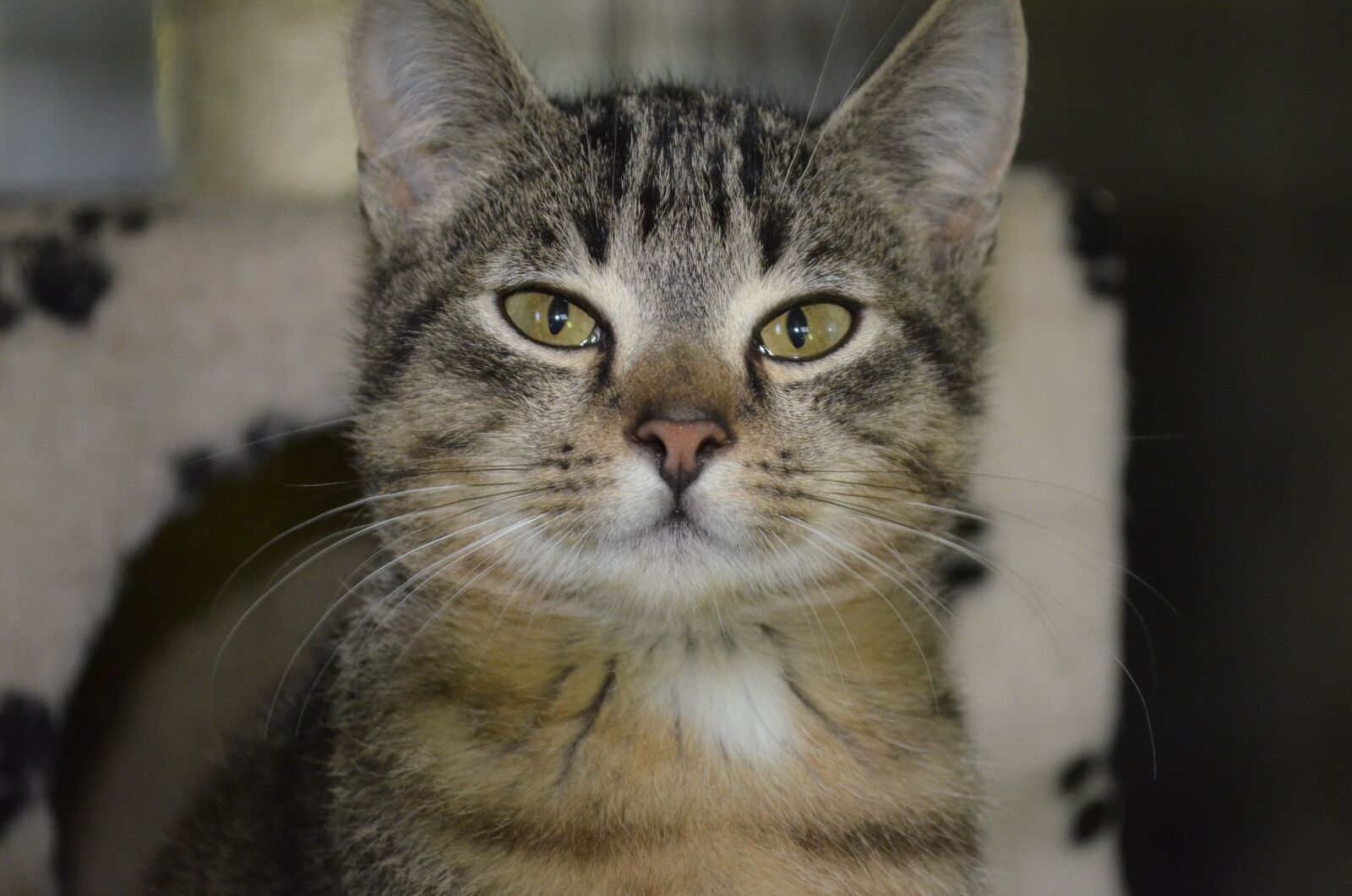 Nikon D5100 sample photo. Pride, animal welfare, cat photography