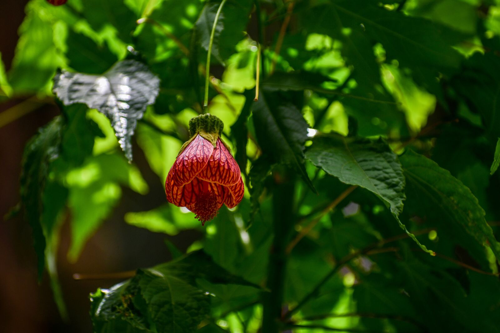 Nikon D3400 sample photo. Flower bell, flower, spring photography