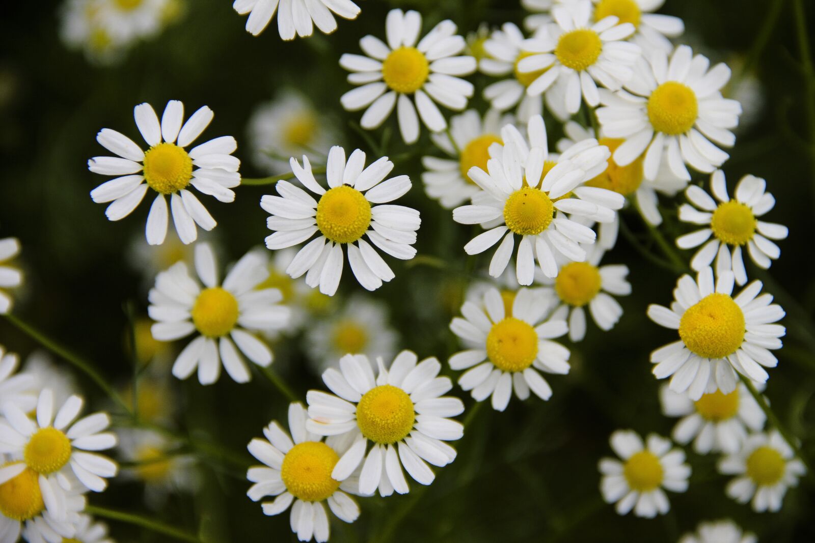 Canon EOS 650D (EOS Rebel T4i / EOS Kiss X6i) + Canon EF-S 18-135mm F3.5-5.6 IS sample photo. Chamomile, field, flowers photography