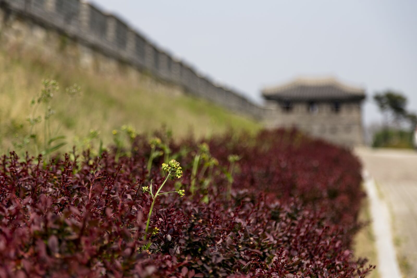 Canon EOS 6D + Canon EF 24-105mm F4L IS USM sample photo. Compatriots day, korea, republic photography