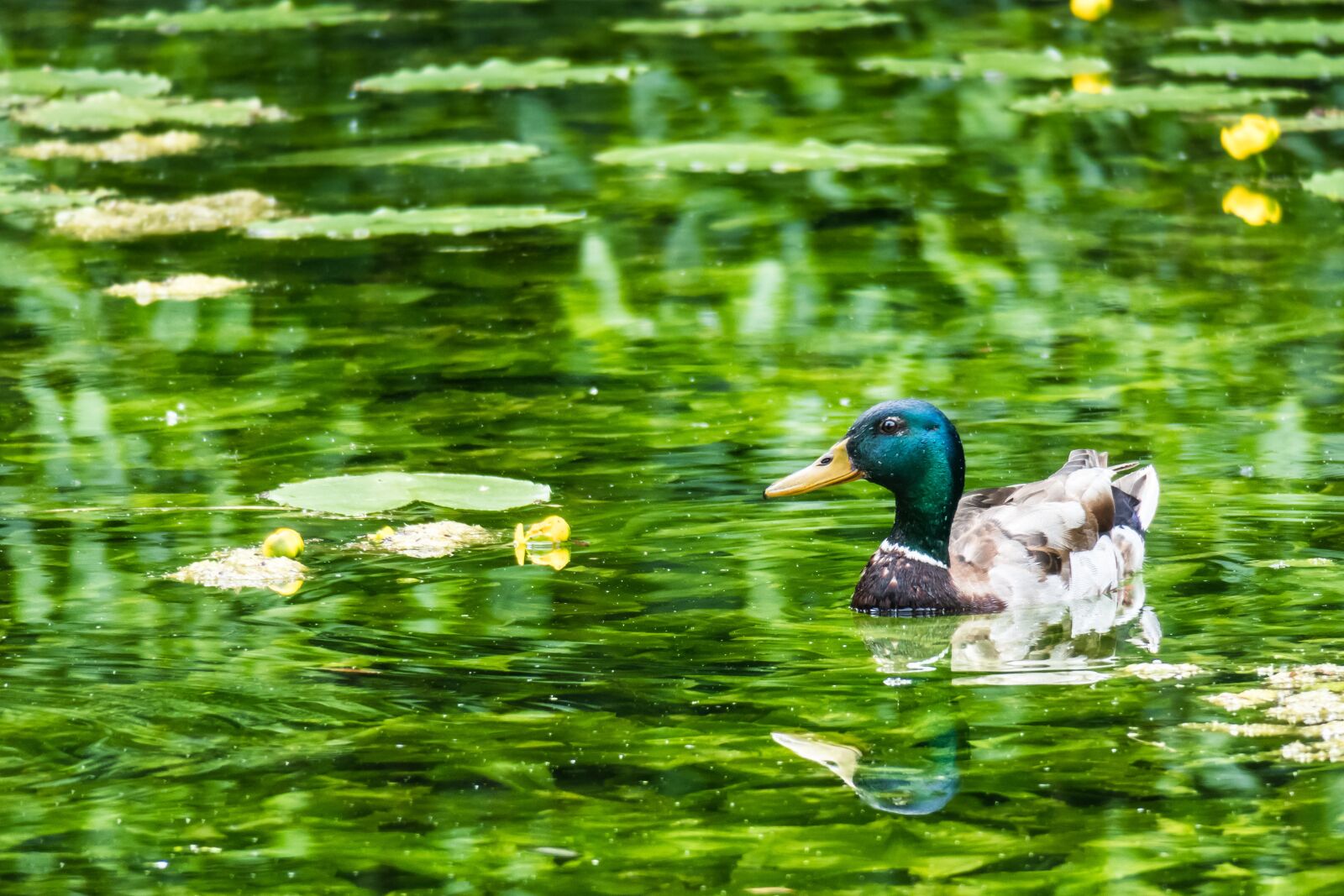 Canon PowerShot G3 X sample photo. Duck, drake, nuphar photography