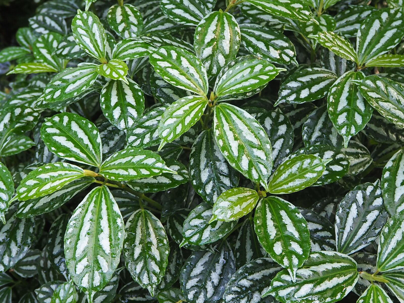 Olympus OM-D E-M10 II sample photo. Leaves, white, green photography