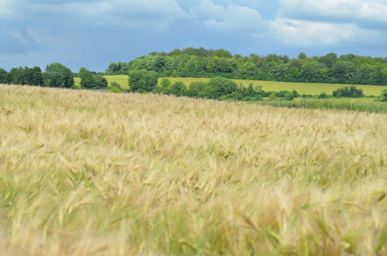 Nikon D5100 sample photo. Barley, cereal, agriculture photography
