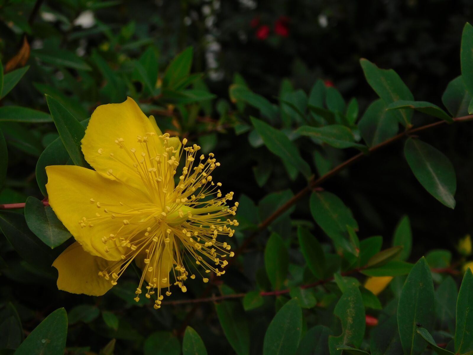 Nikon Coolpix B500 sample photo. Flowers, nature, yellow photography