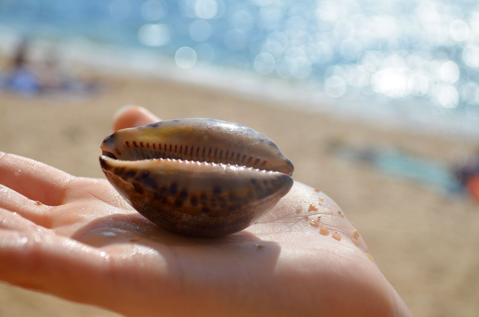 Nikon D5100 sample photo. Shell, sea, seashells photography