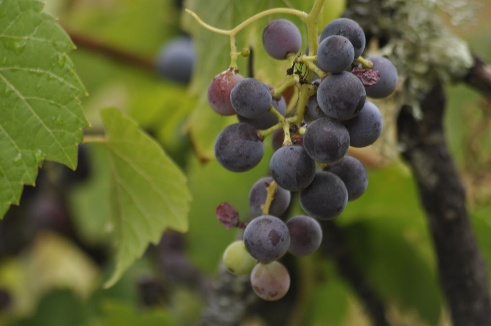 Nikon D90 sample photo. Grapes, green, fruit photography