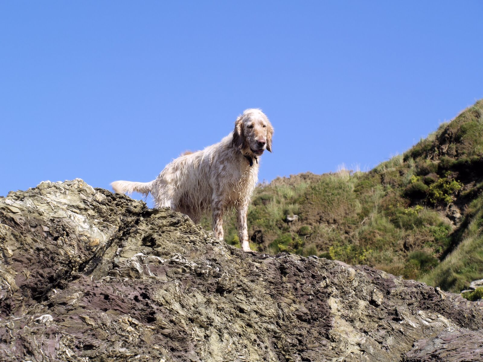 Olympus E-400 (EVOLT E-400) sample photo. Dog, rocks, animal photography