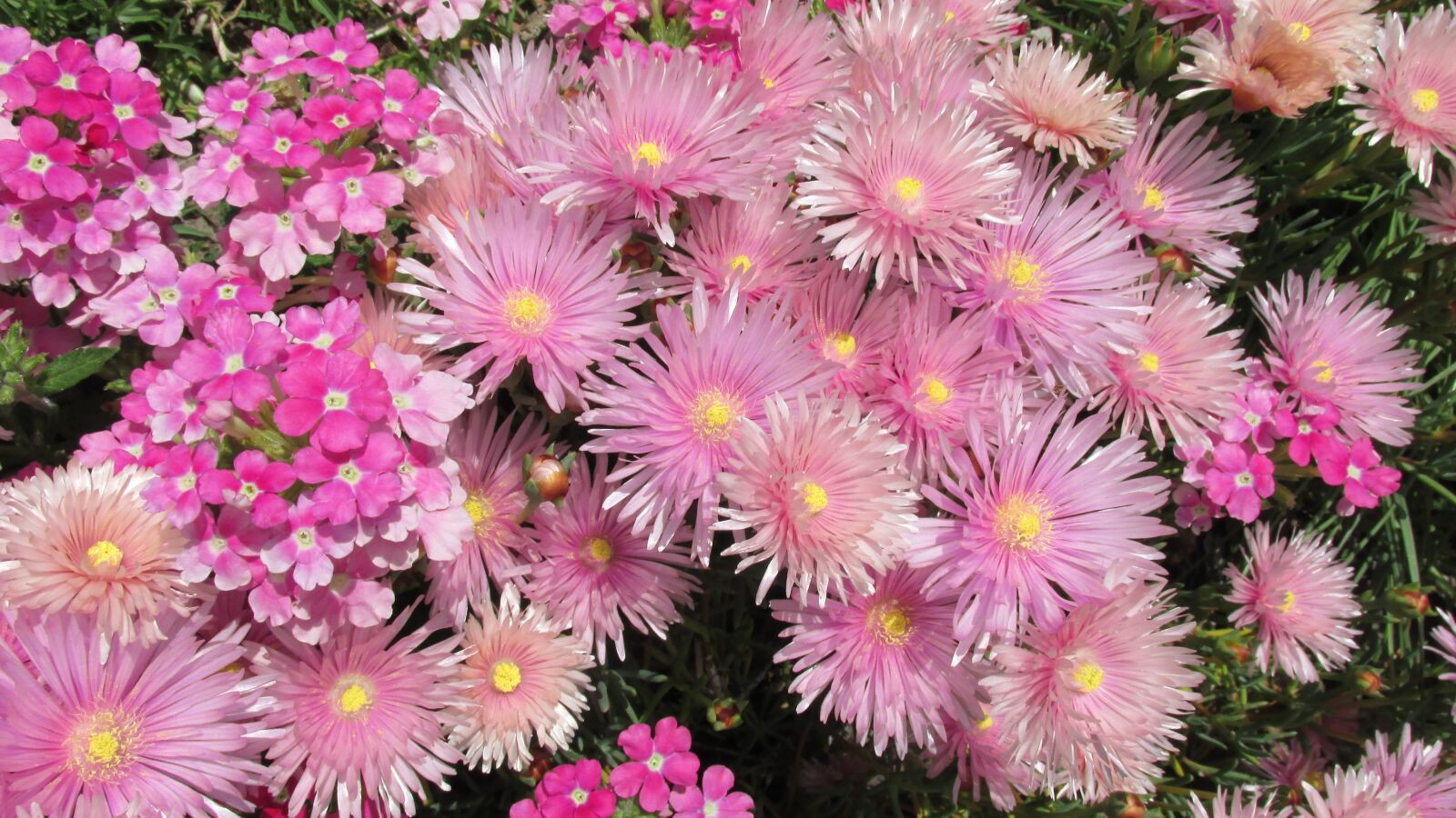 Canon PowerShot SX170 IS sample photo. Summer, pink, flower photography