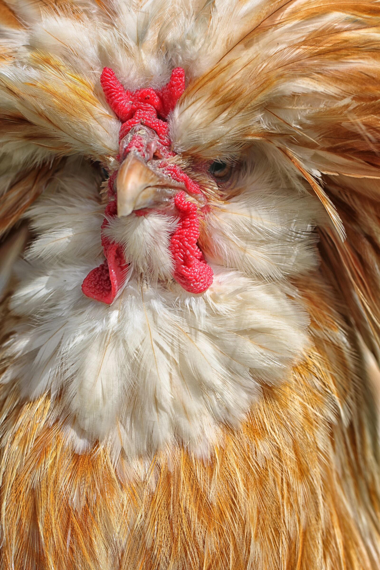Canon EF 100mm F2.8L Macro IS USM sample photo. Bird, rooster, hdr photography