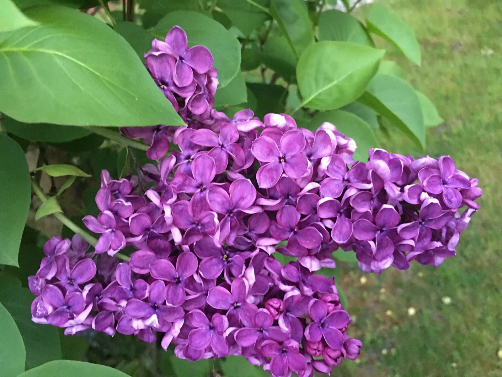 Apple iPhone 6s Plus sample photo. Lilac, garden, purple photography
