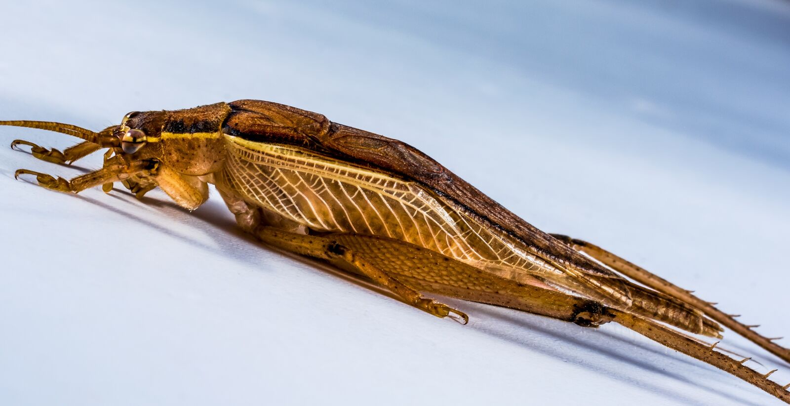 Nikon D5200 sample photo. Grasshopper, viridissima, insect photography