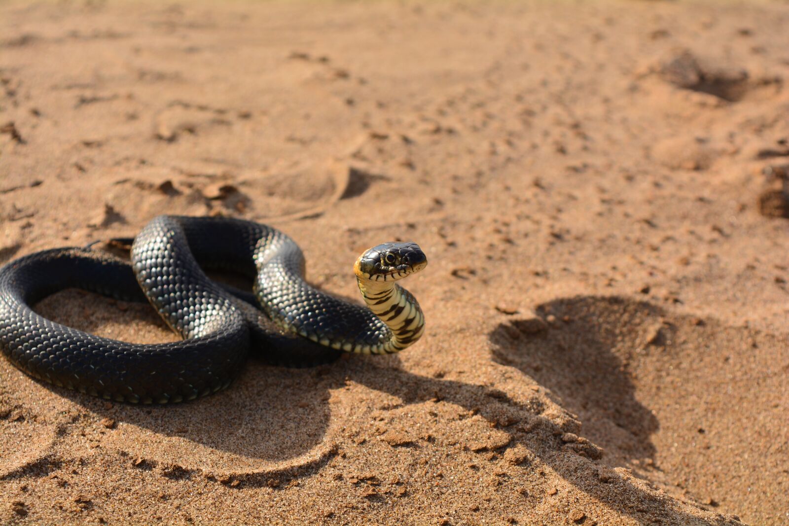 Nikon D5200 sample photo. Snake, sand, reptile photography