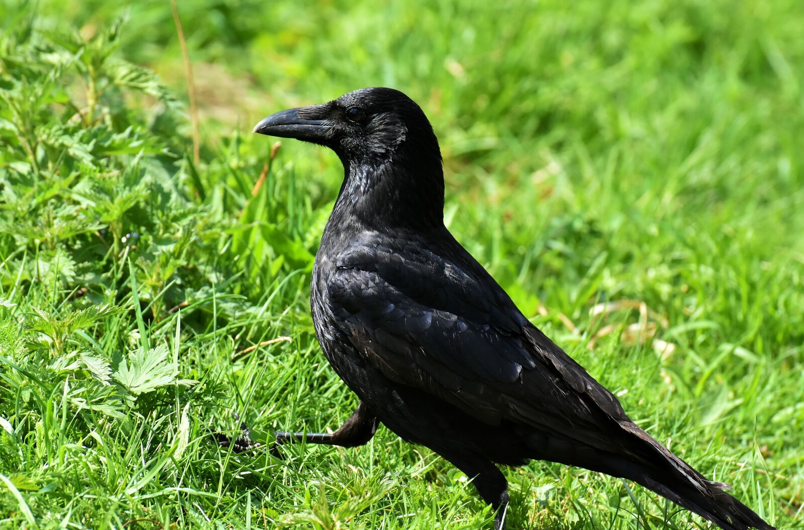 Nikon D7200 sample photo. Crow, raven bird, raven photography