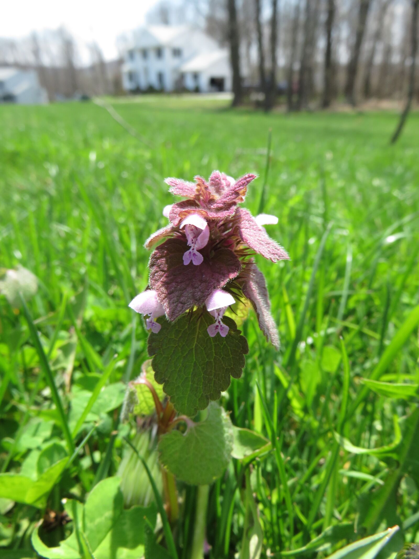 Canon PowerShot SX710 HS sample photo. Weed, flower, lawn photography