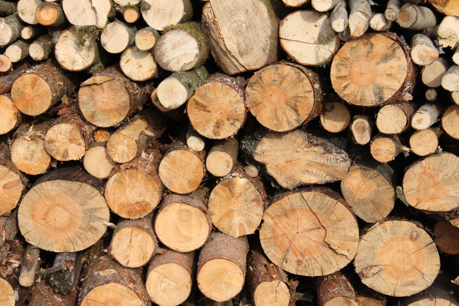 Canon EOS 500D (EOS Rebel T1i / EOS Kiss X3) sample photo. Wood, firewood, stacked photography