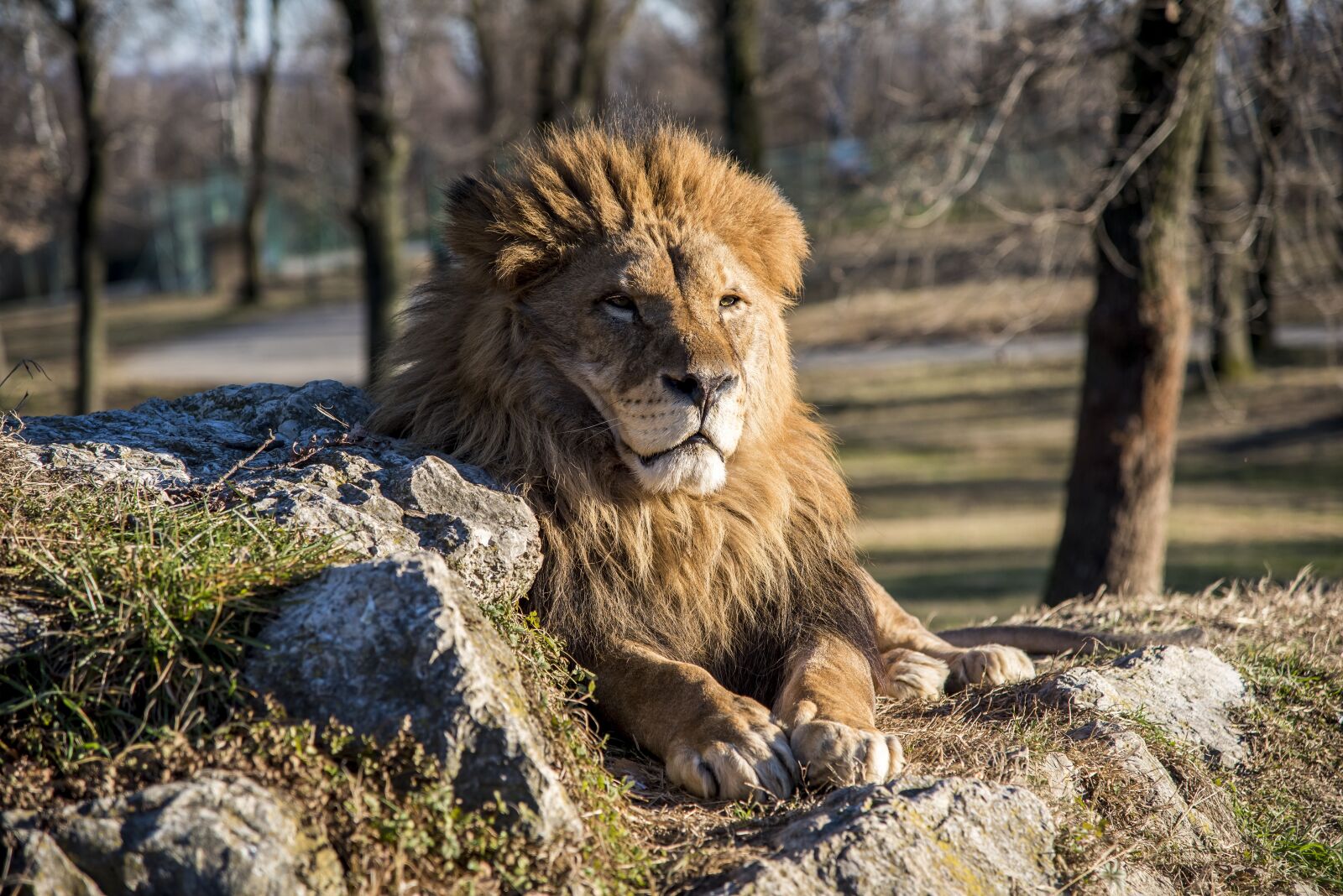 Nikon D750 sample photo. Lion, animal, wild photography