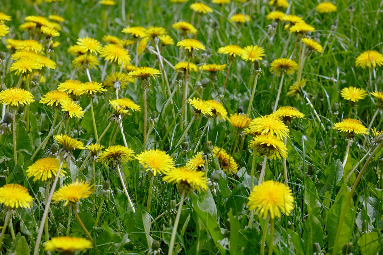 Vario-Elmar TL 1:3.5-5.6 / 18-56 ASPH. sample photo. Dandelion, nature, plant photography