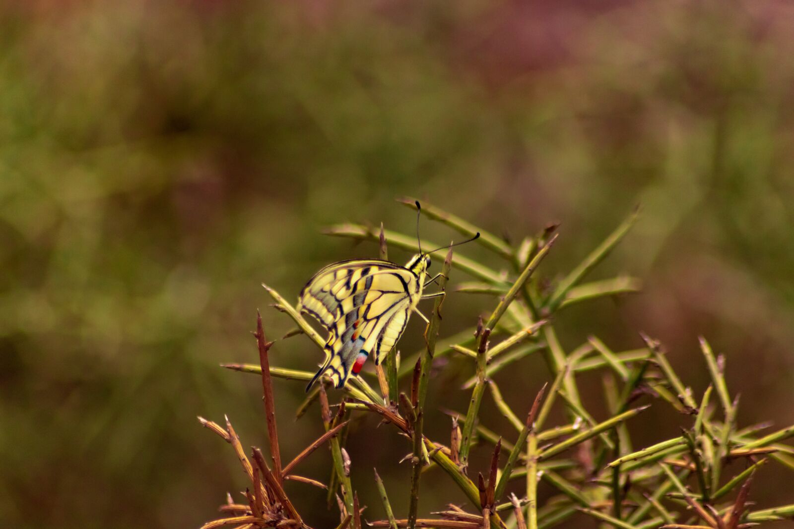 Canon EOS 200D (EOS Rebel SL2 / EOS Kiss X9) sample photo. Butterfly, insect, nature photography