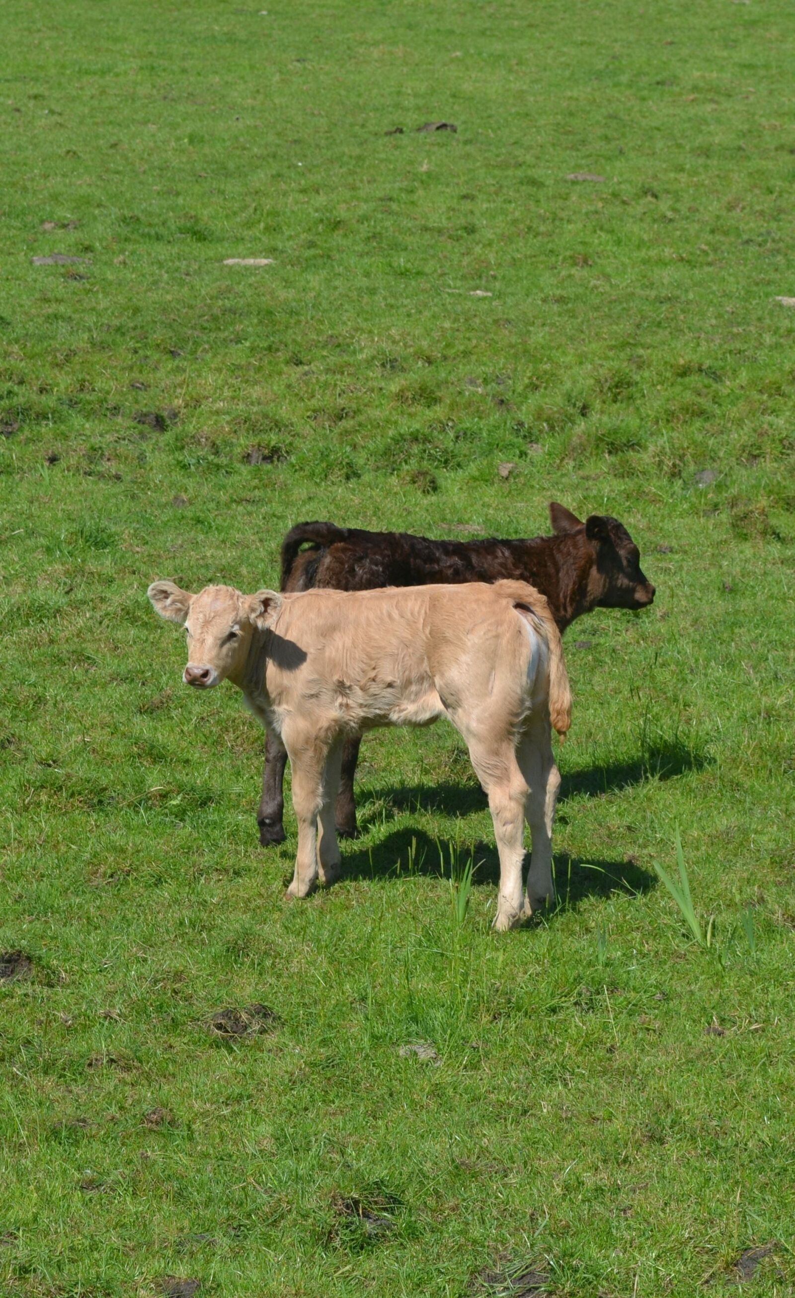 Nikon D3100 sample photo. Calf, cows, animals photography