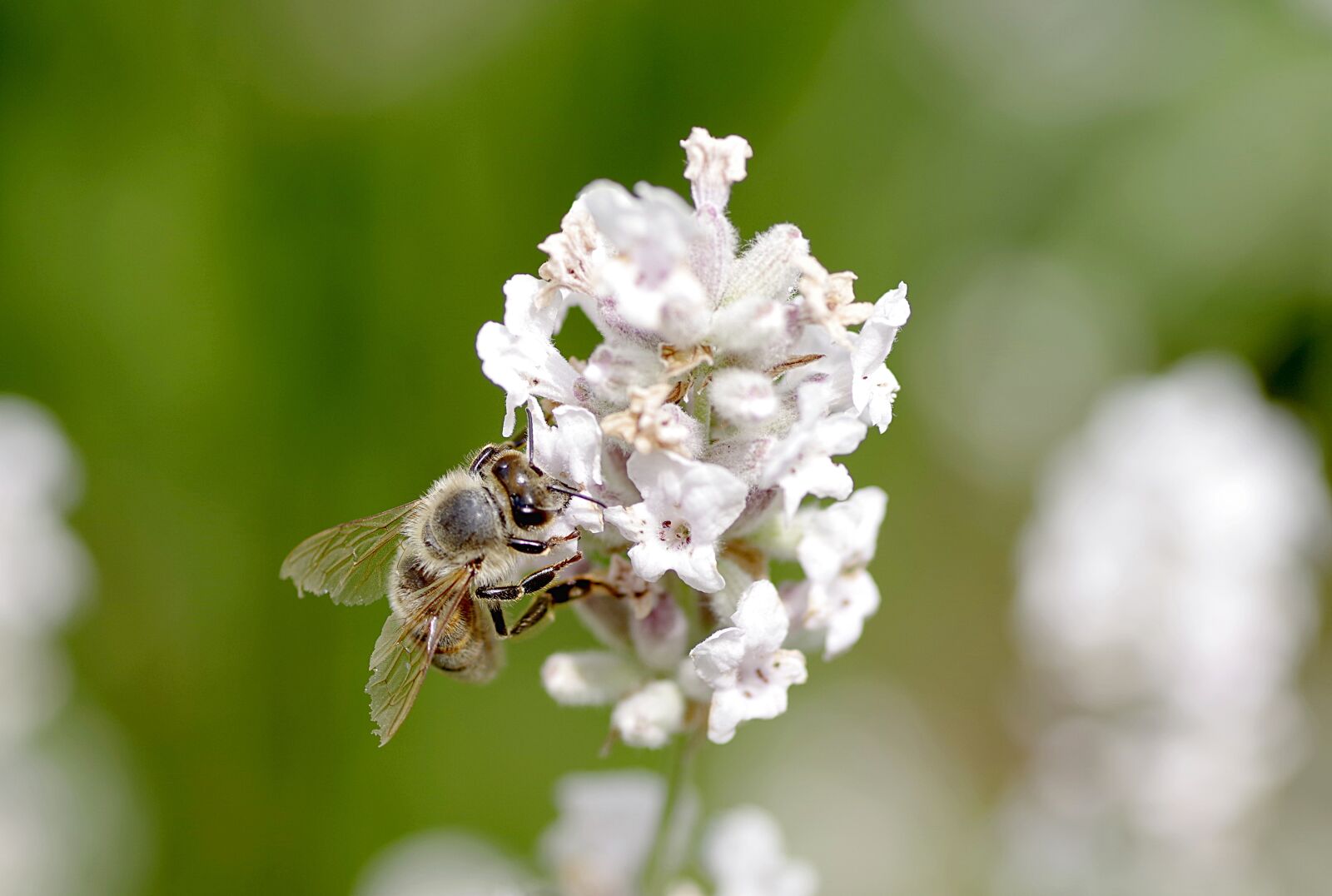 Pentax K-S2 sample photo. Bee, flower, pollinate photography