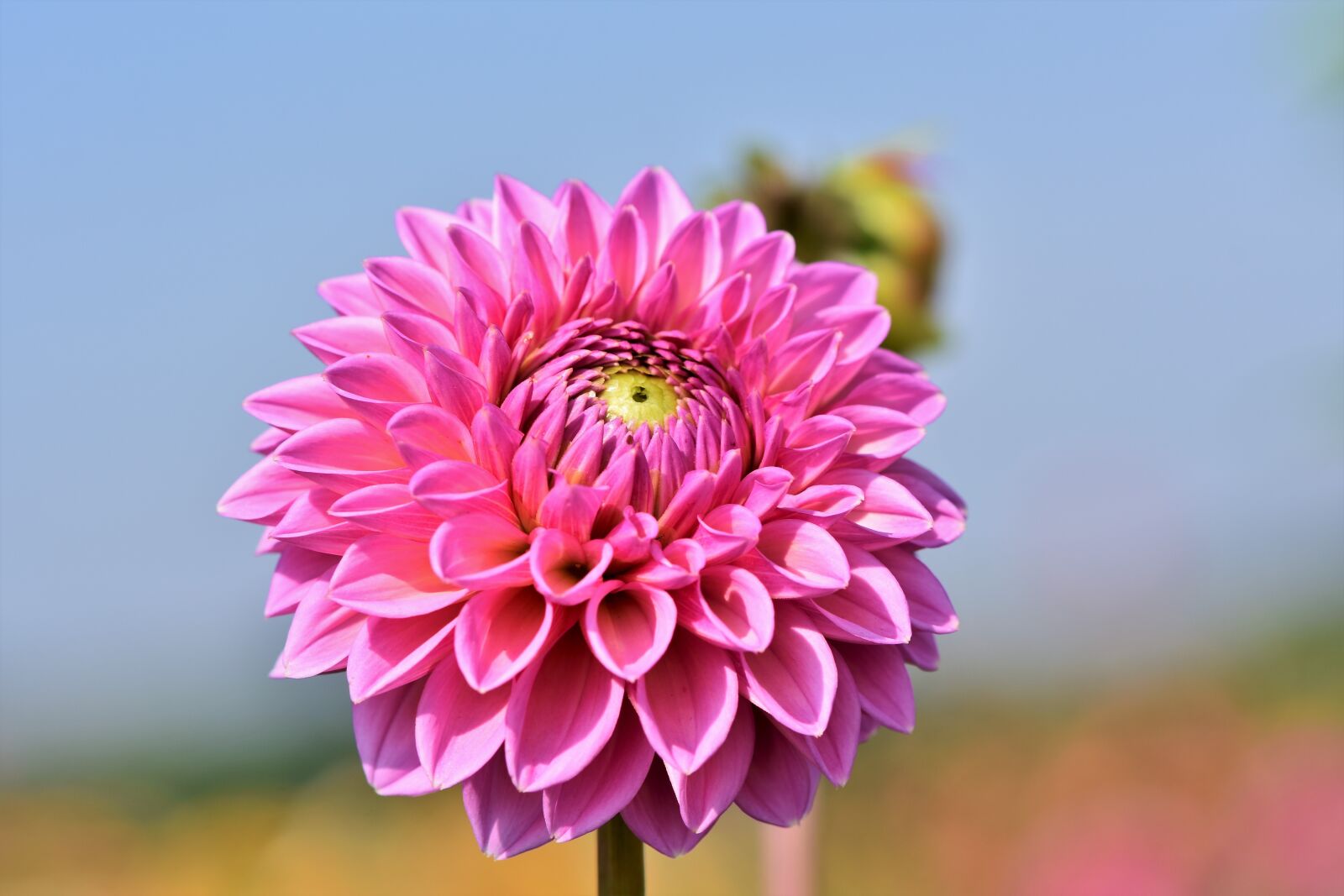 Nikon D7200 sample photo. Dahlia, dahlias bud, flower photography