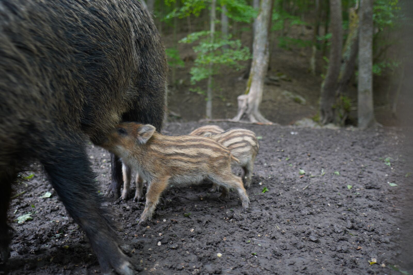 Sony a6400 + Sigma 16mm F1.4 DC DN | C sample photo. Wild boar, pig, sows photography