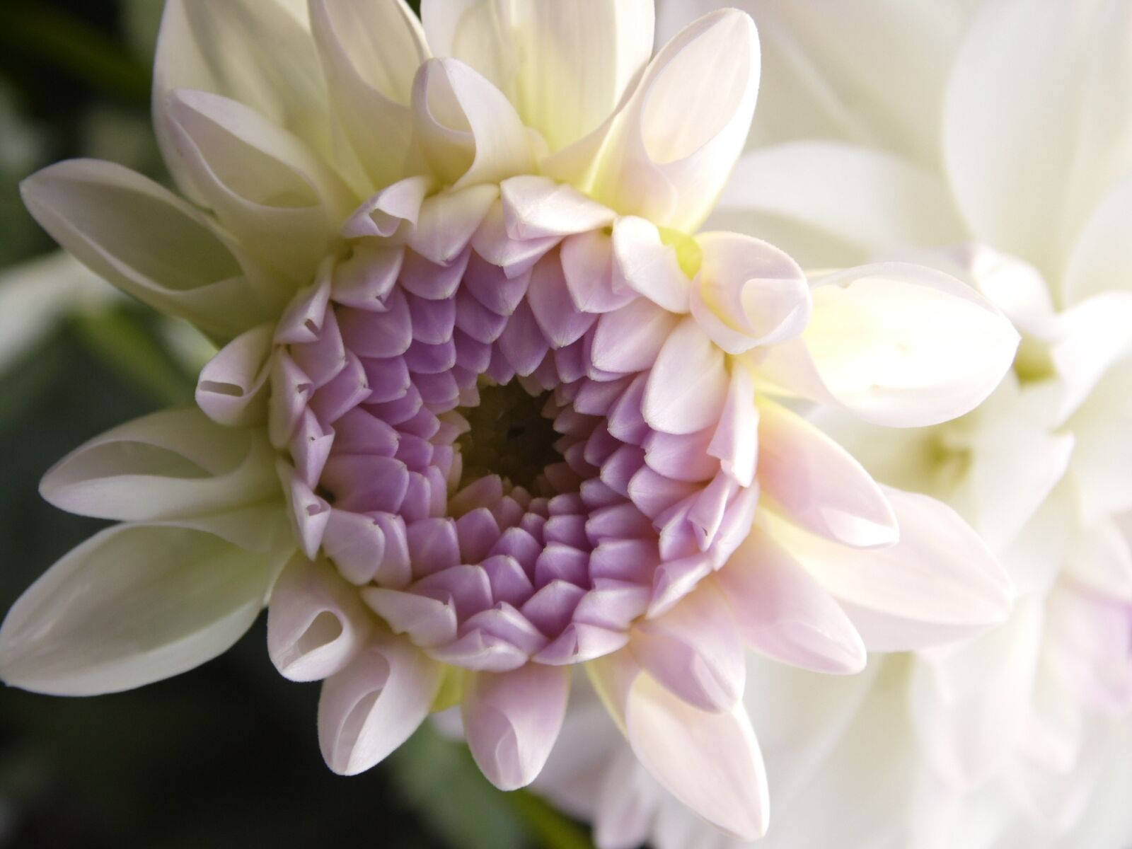 Samsung WB100/  WB101 sample photo. Dahlia, dahlias, autumn photography