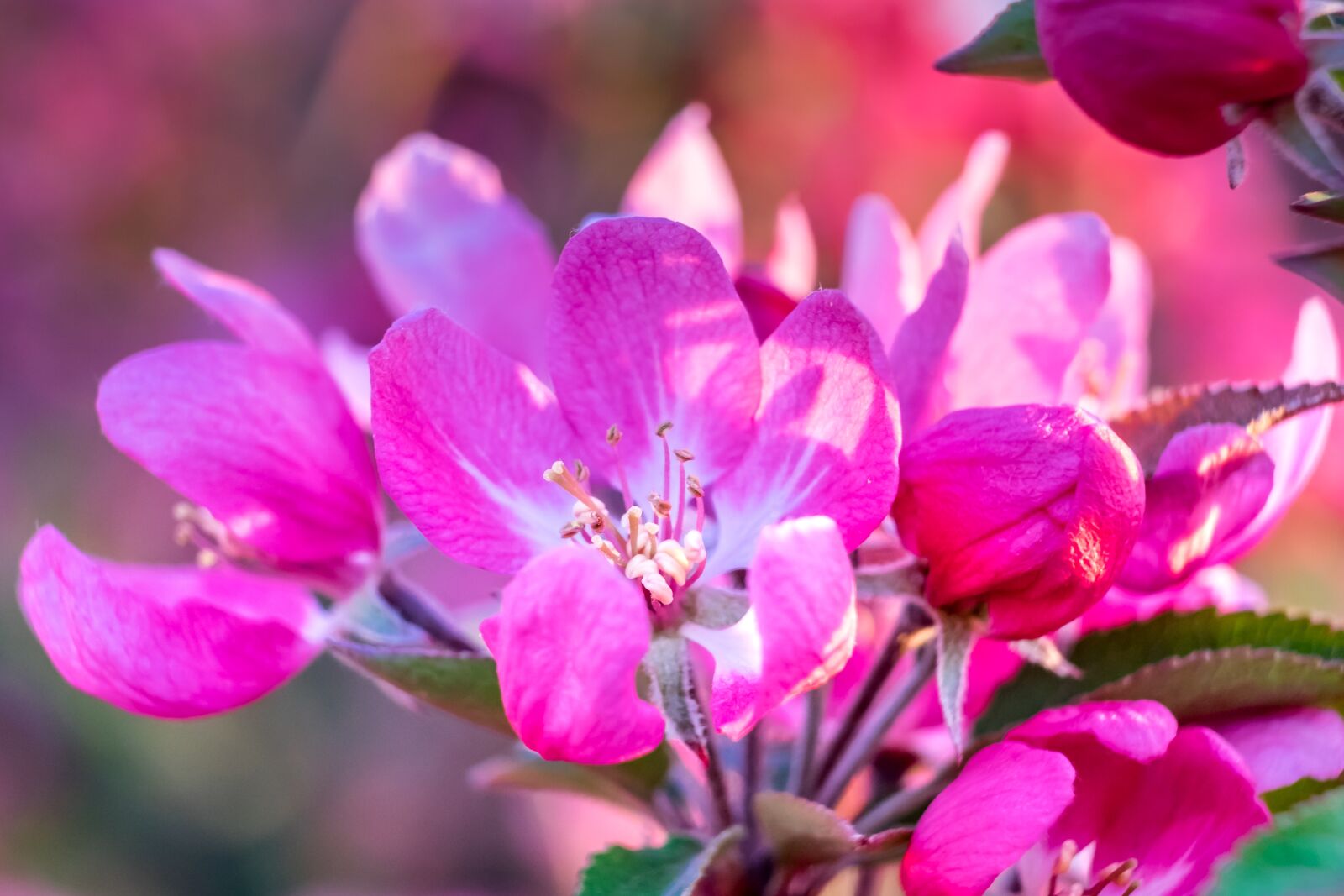 Fujifilm XF 55-200mm F3.5-4.8 R LM OIS sample photo. Flower, apple, heavenly photography