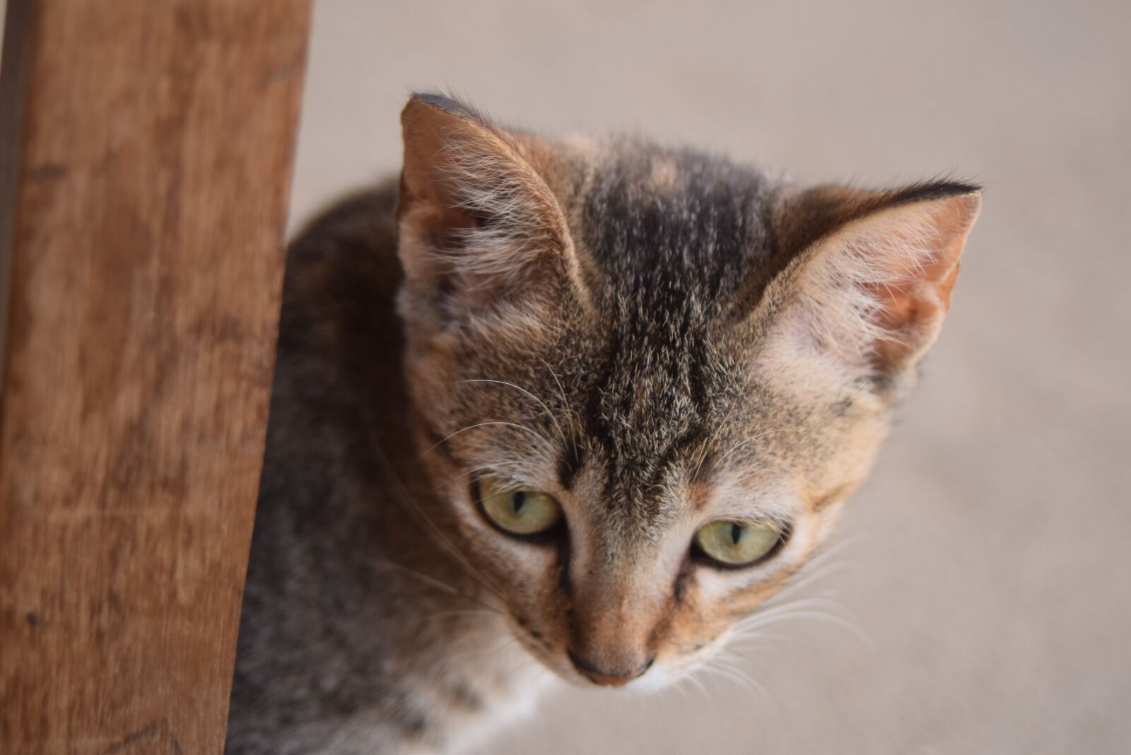 Nikon D3300 sample photo. Gata, domestic animals, cat photography