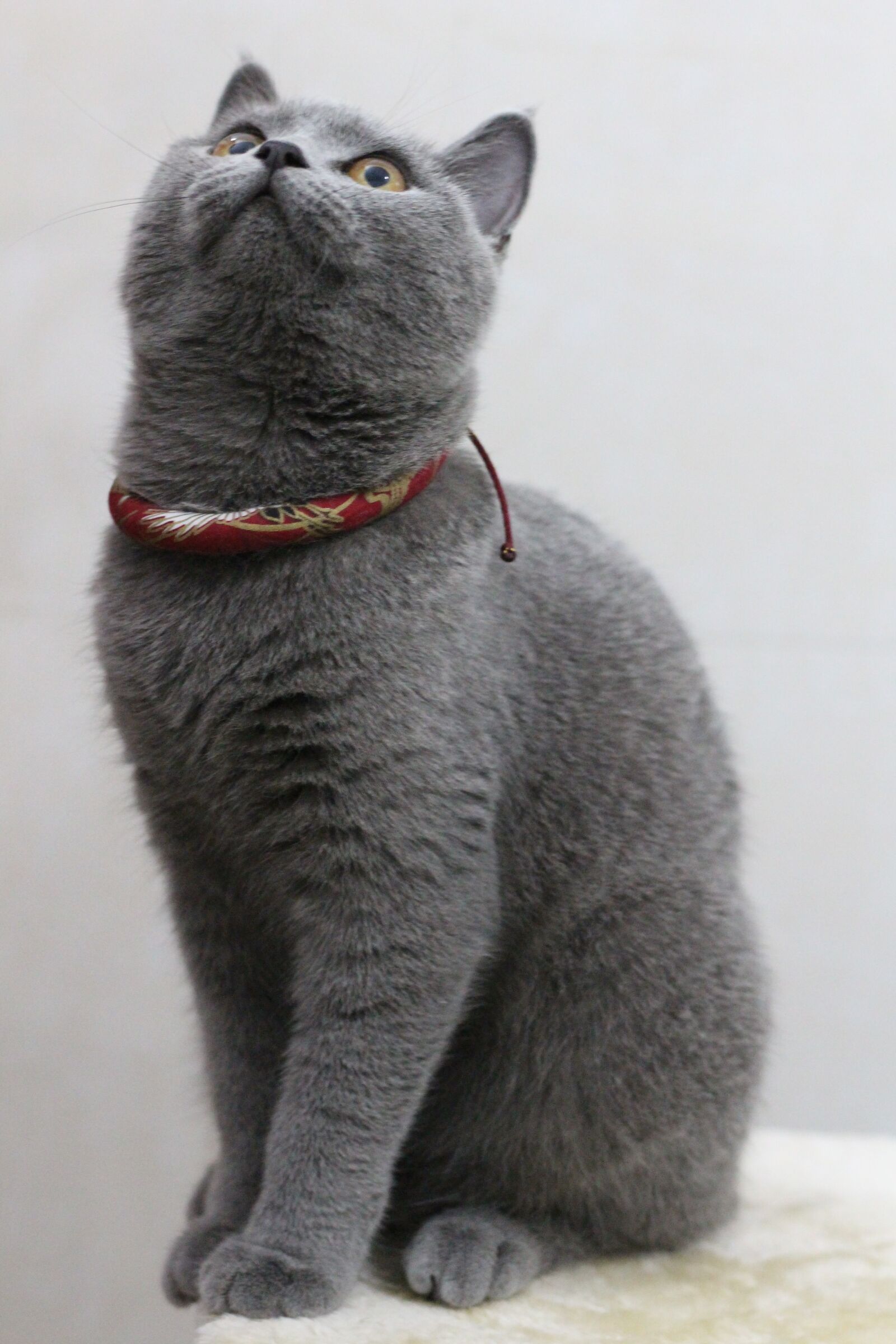 Canon EOS 700D (EOS Rebel T5i / EOS Kiss X7i) + Canon EF 50mm F1.8 STM sample photo. Fanfan's, lazy, cat photography