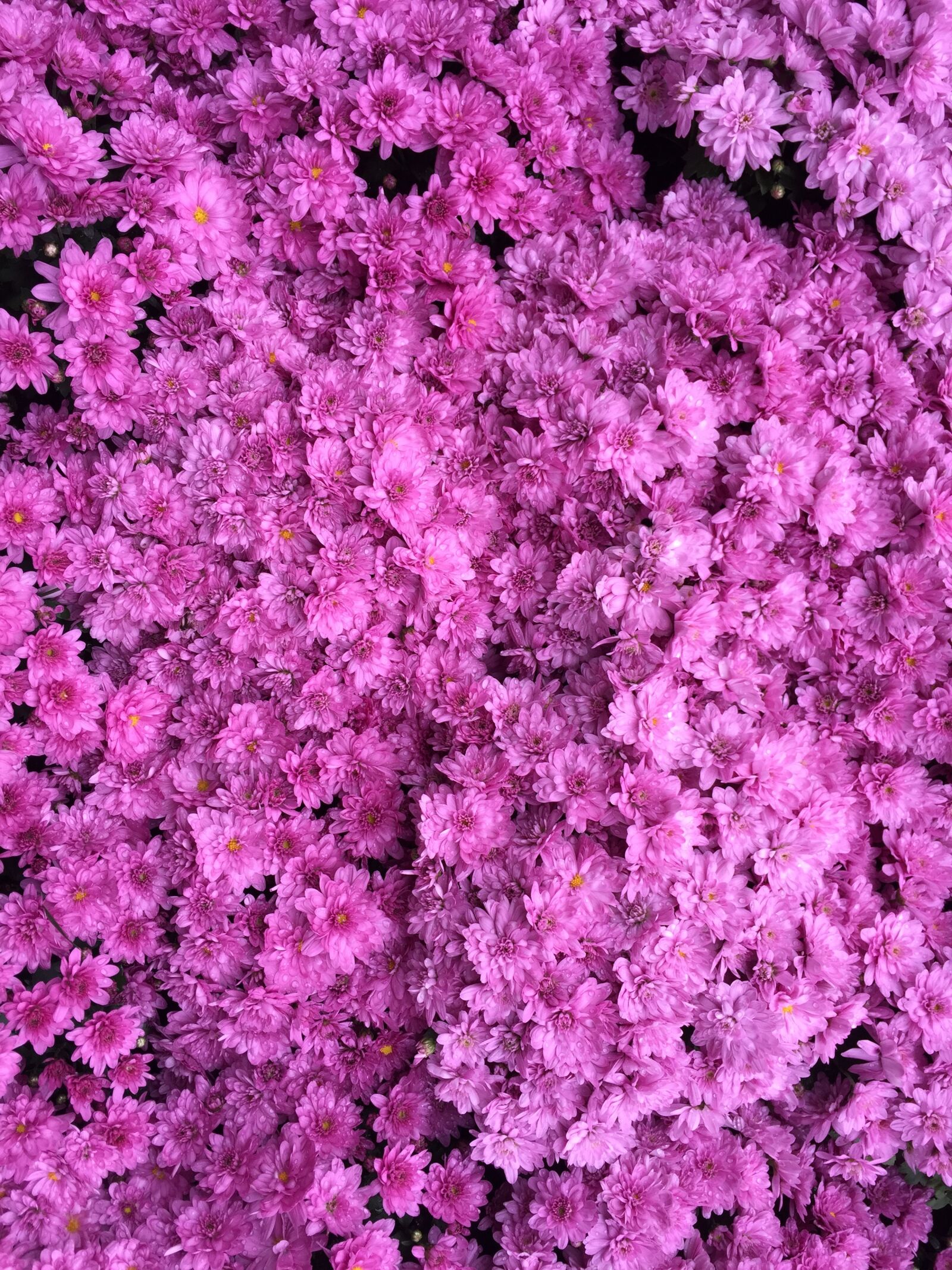 Apple iPhone 6 sample photo. Azalea color, dark pink photography