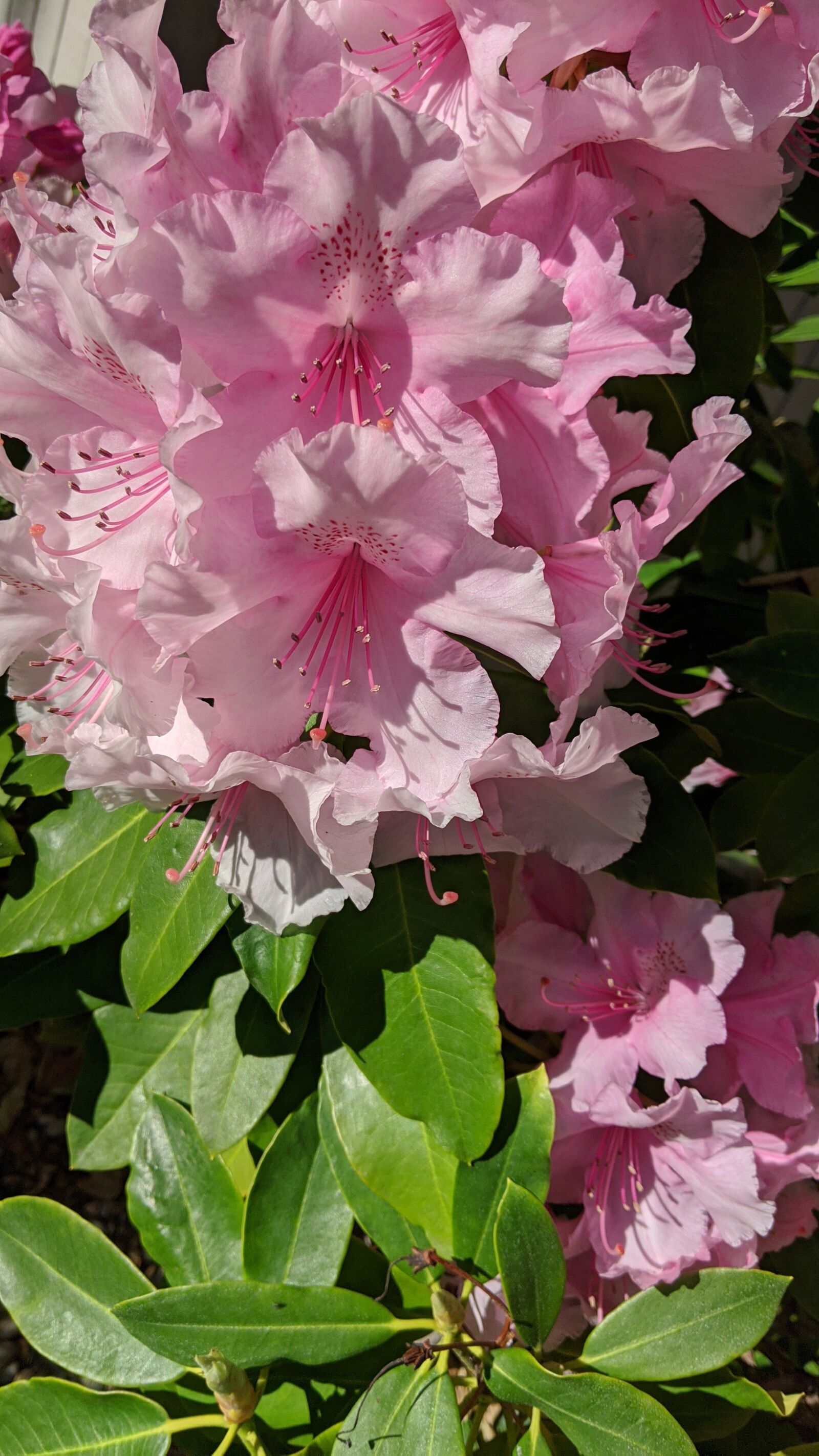 Google Pixel 2 sample photo. Pink rhodedendron, floral spray photography