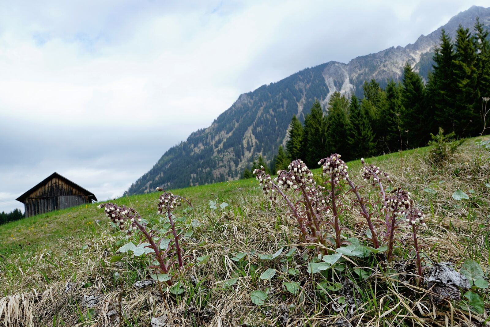 Sony ILCA-77M2 + Sony DT 16-50mm F2.8 SSM sample photo. Meadow, mountains, allgäu photography