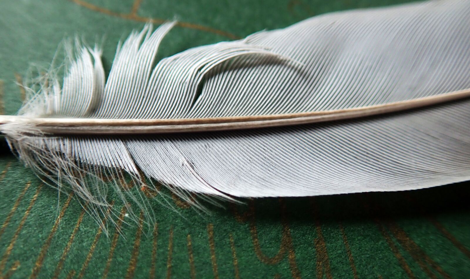 Olympus TG-5 sample photo. Feather, white, bird photography
