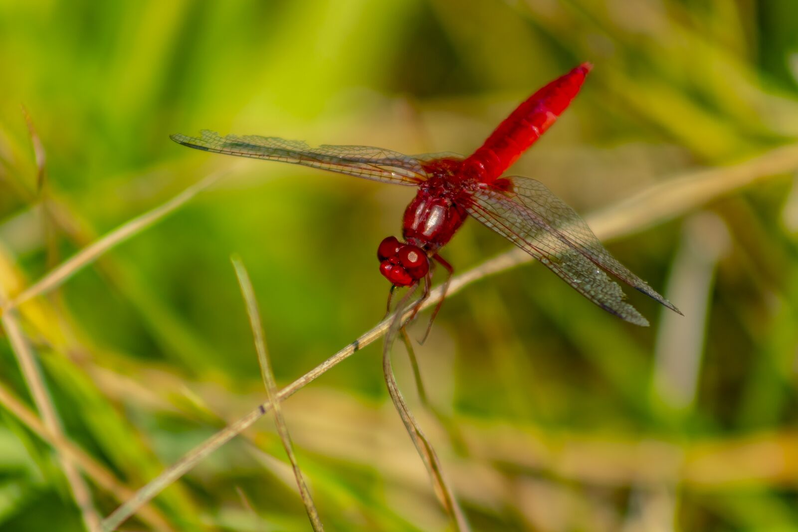Canon EF75-300mm f/4-5.6 sample photo. Dragonfly, insect, macro photography
